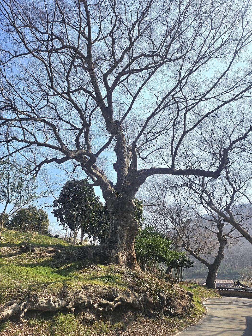 591년 된 보호수(마을을 지키는 수호신) (2025.4.26 현재)
