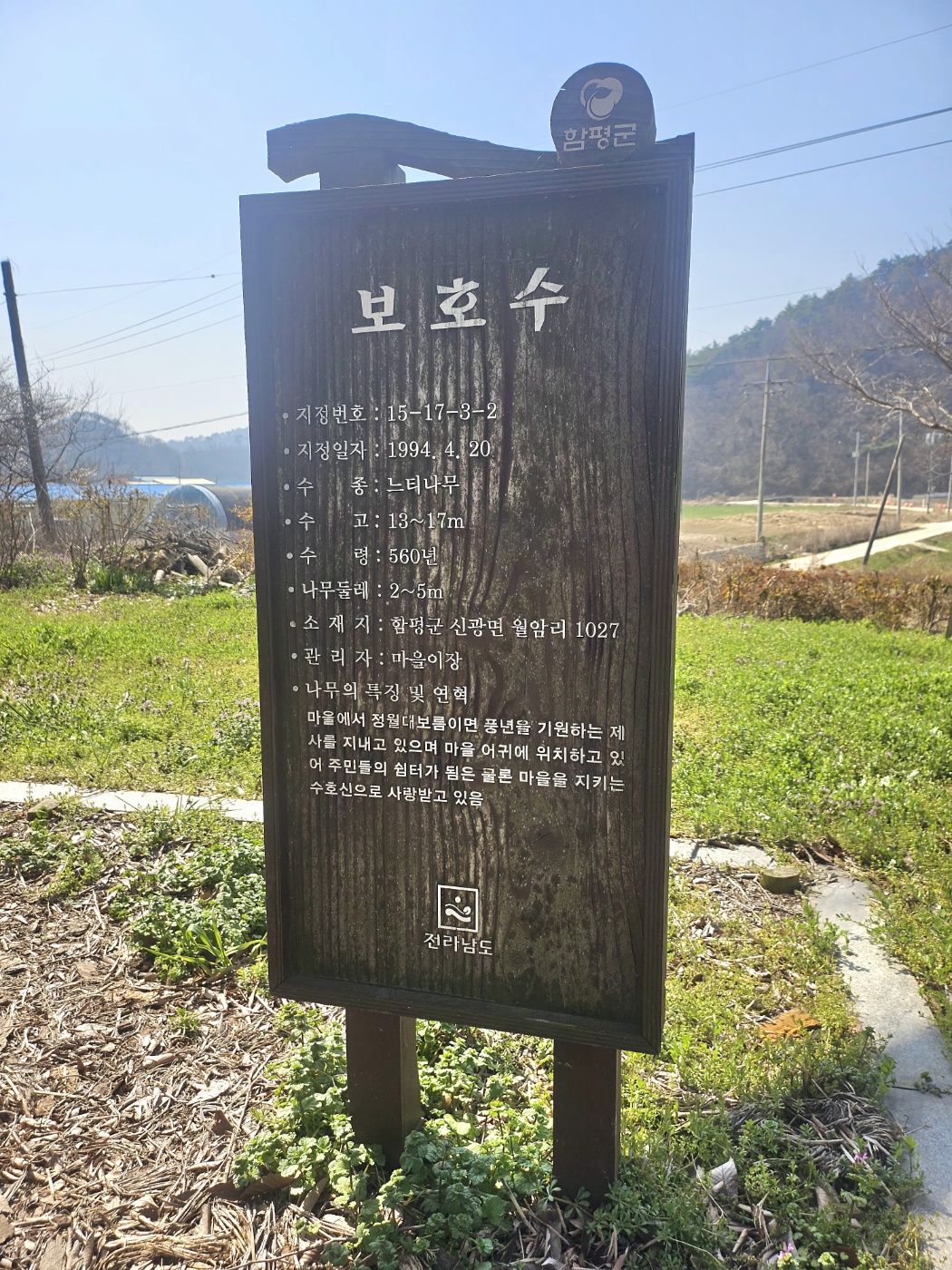 591년 된 보호수(마을을 지키는 수호신) (2025.4.26 현재)