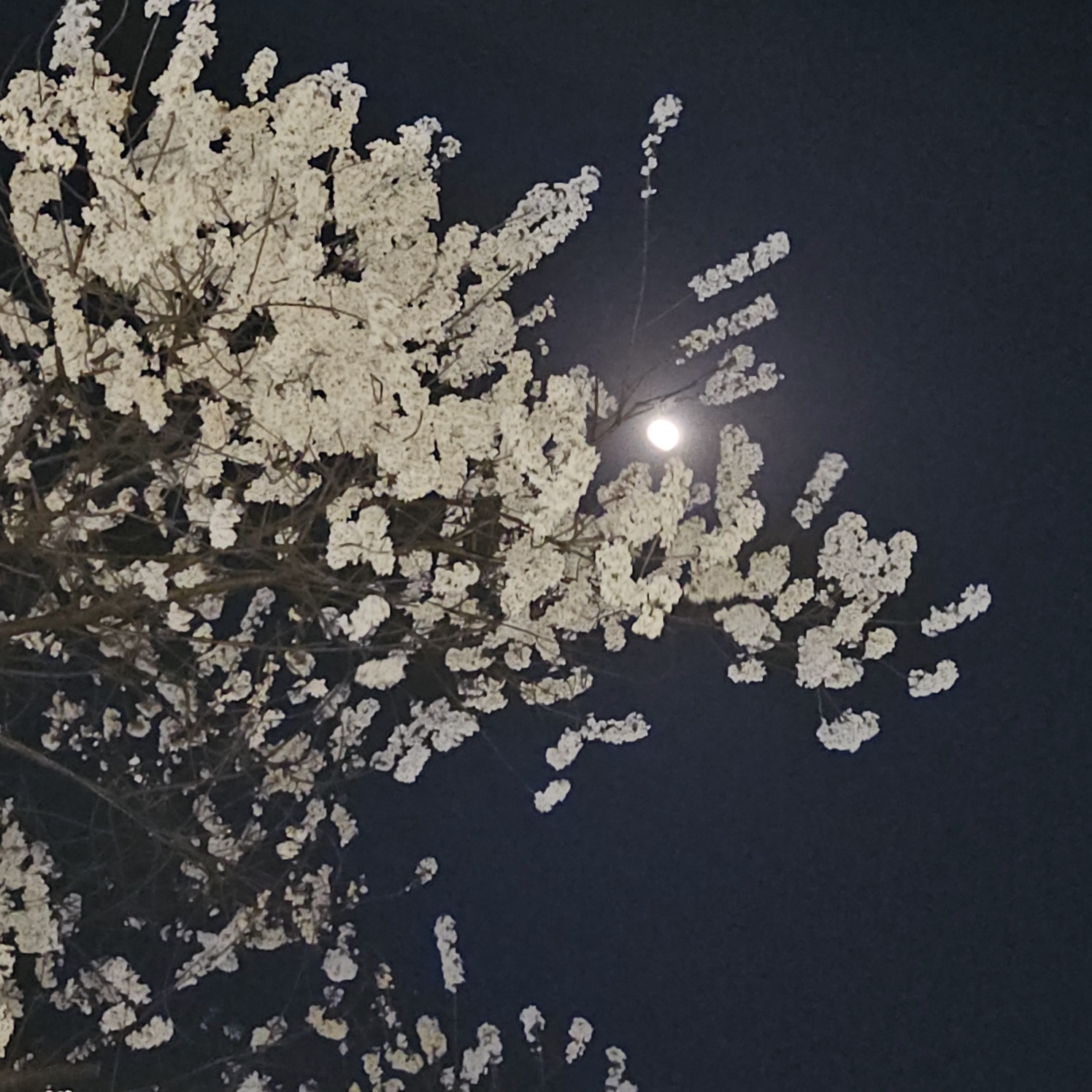 벚꽃과 밝은달의 향연