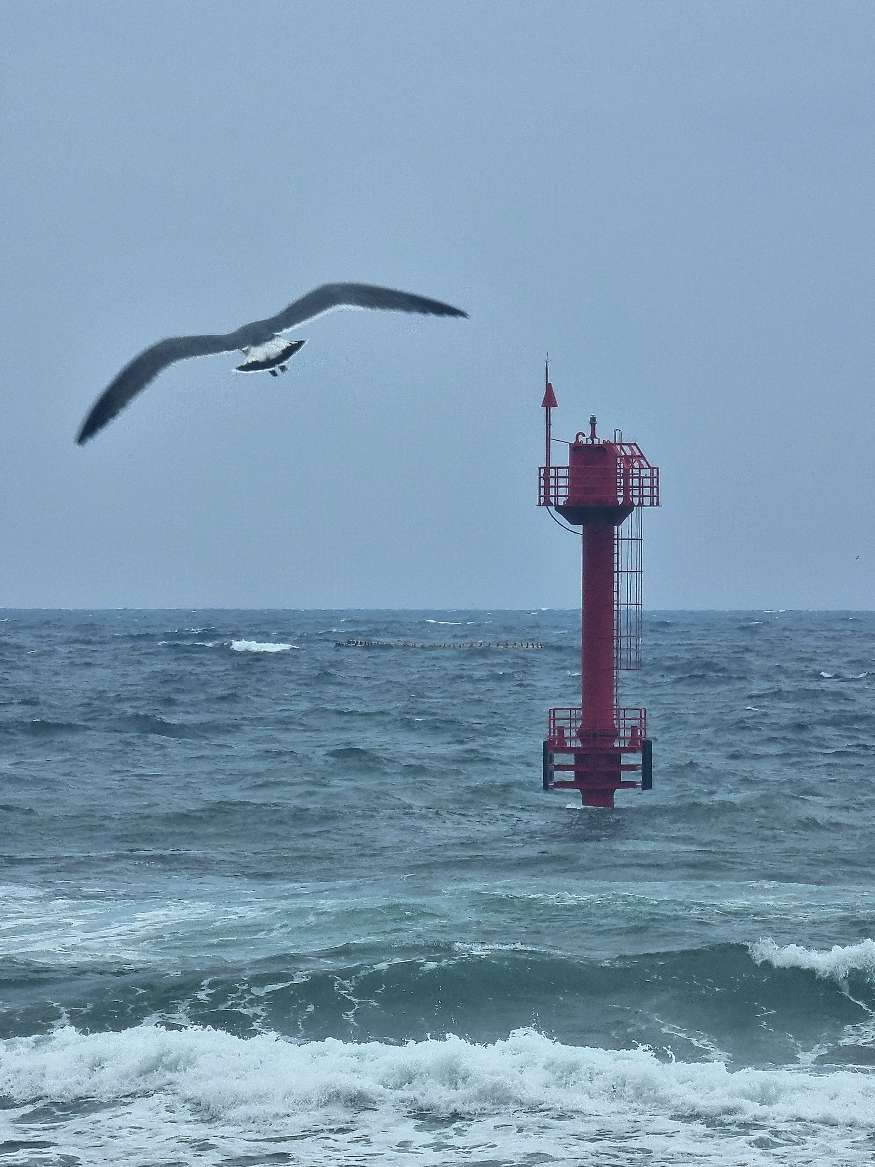 날아오르라 갈매기여
