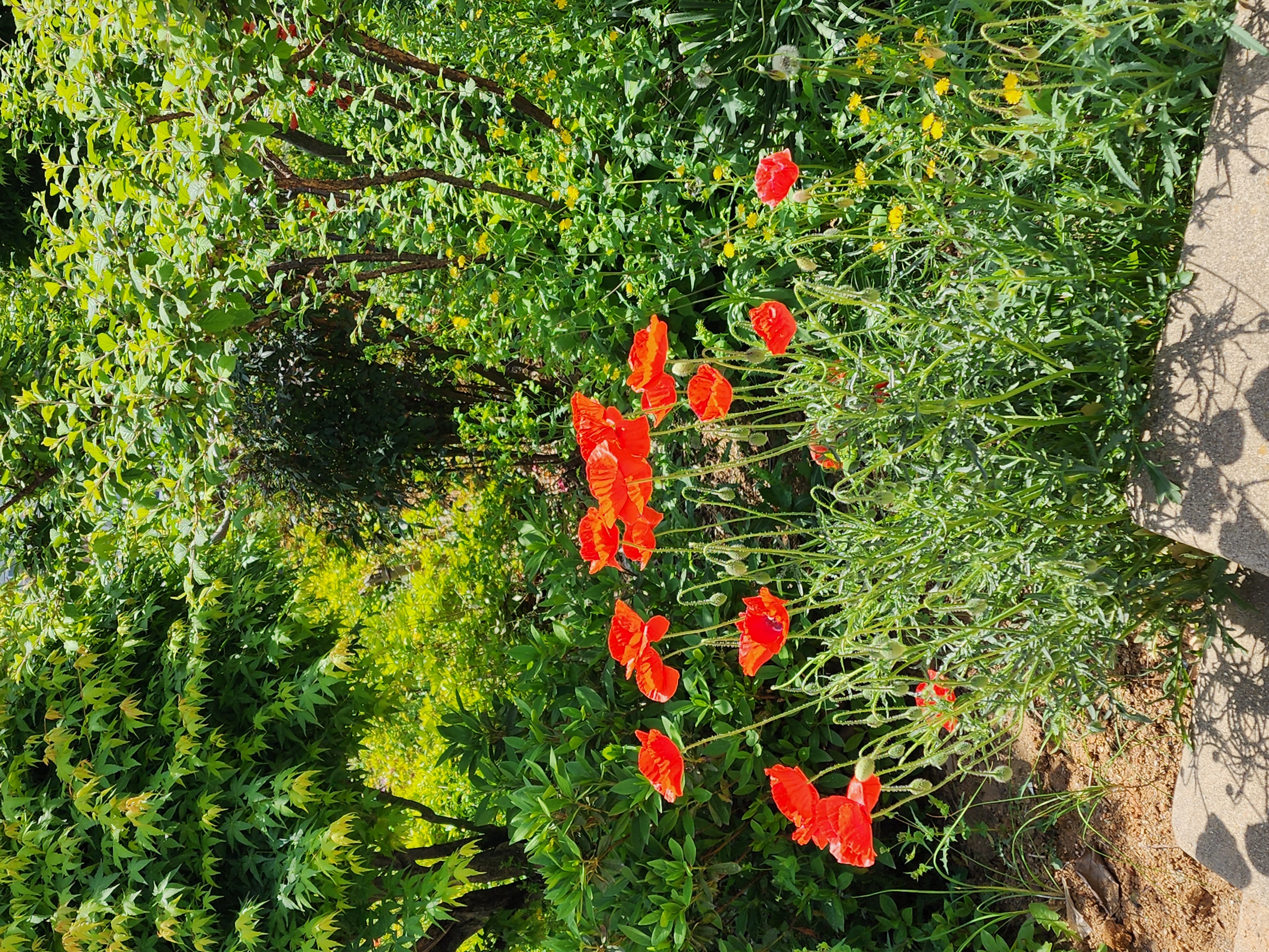 전주돌단교회 화초