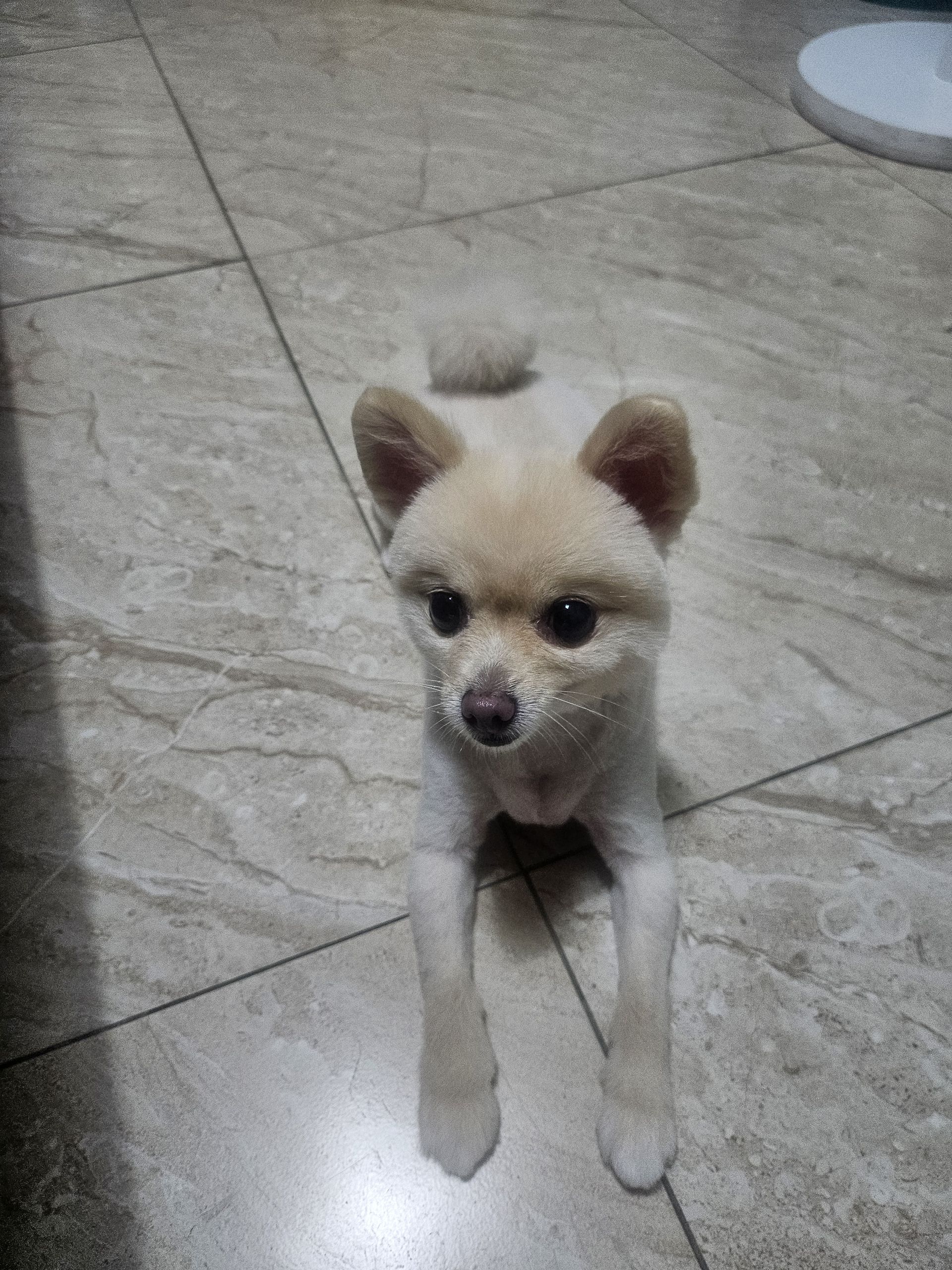 콩이