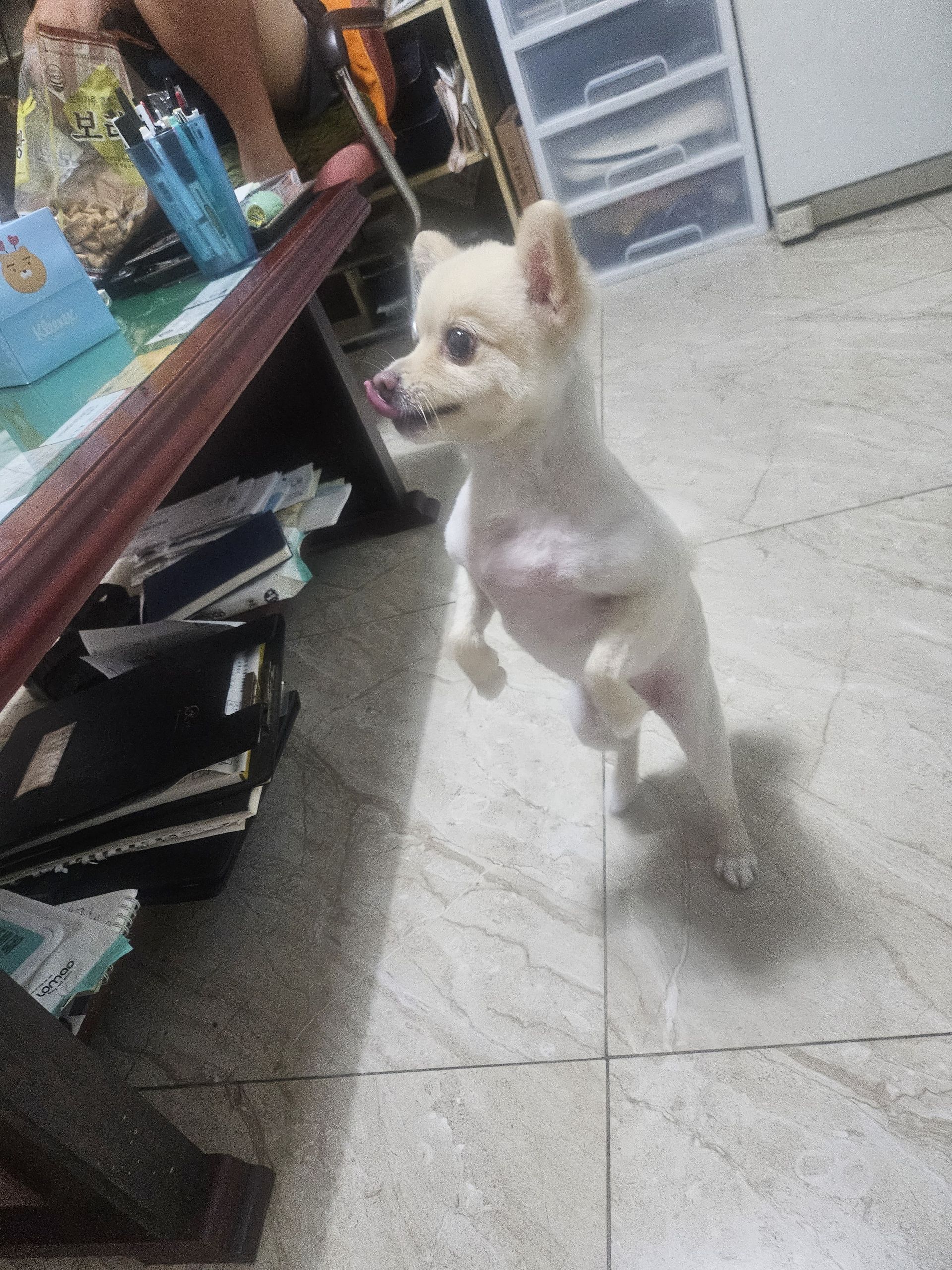 콩이