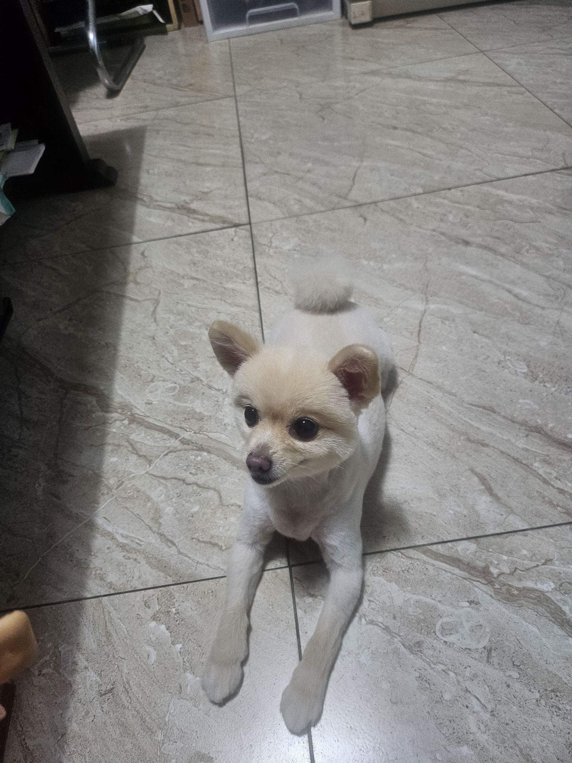 콩이