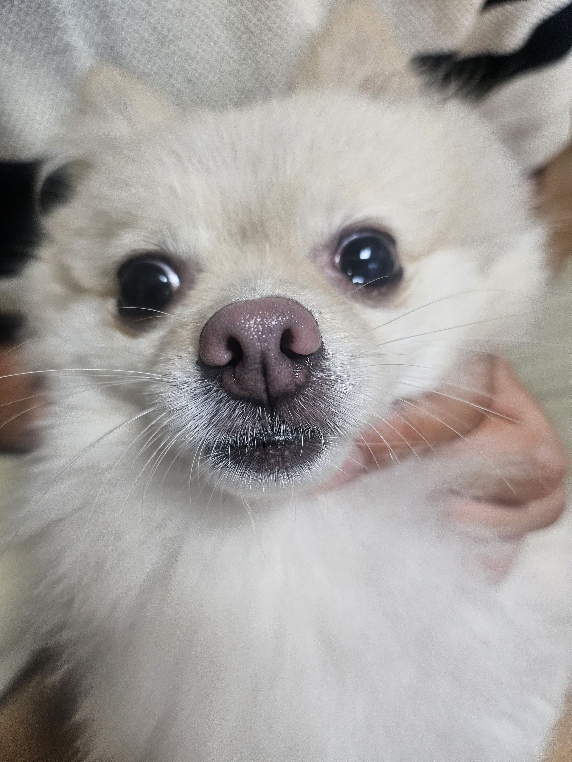 콩이