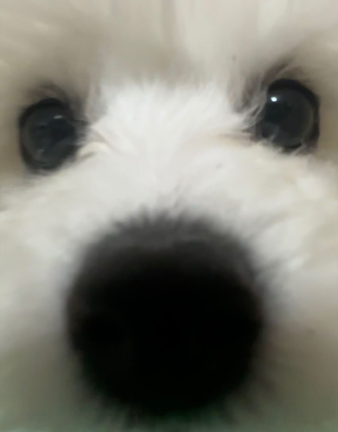 비숑