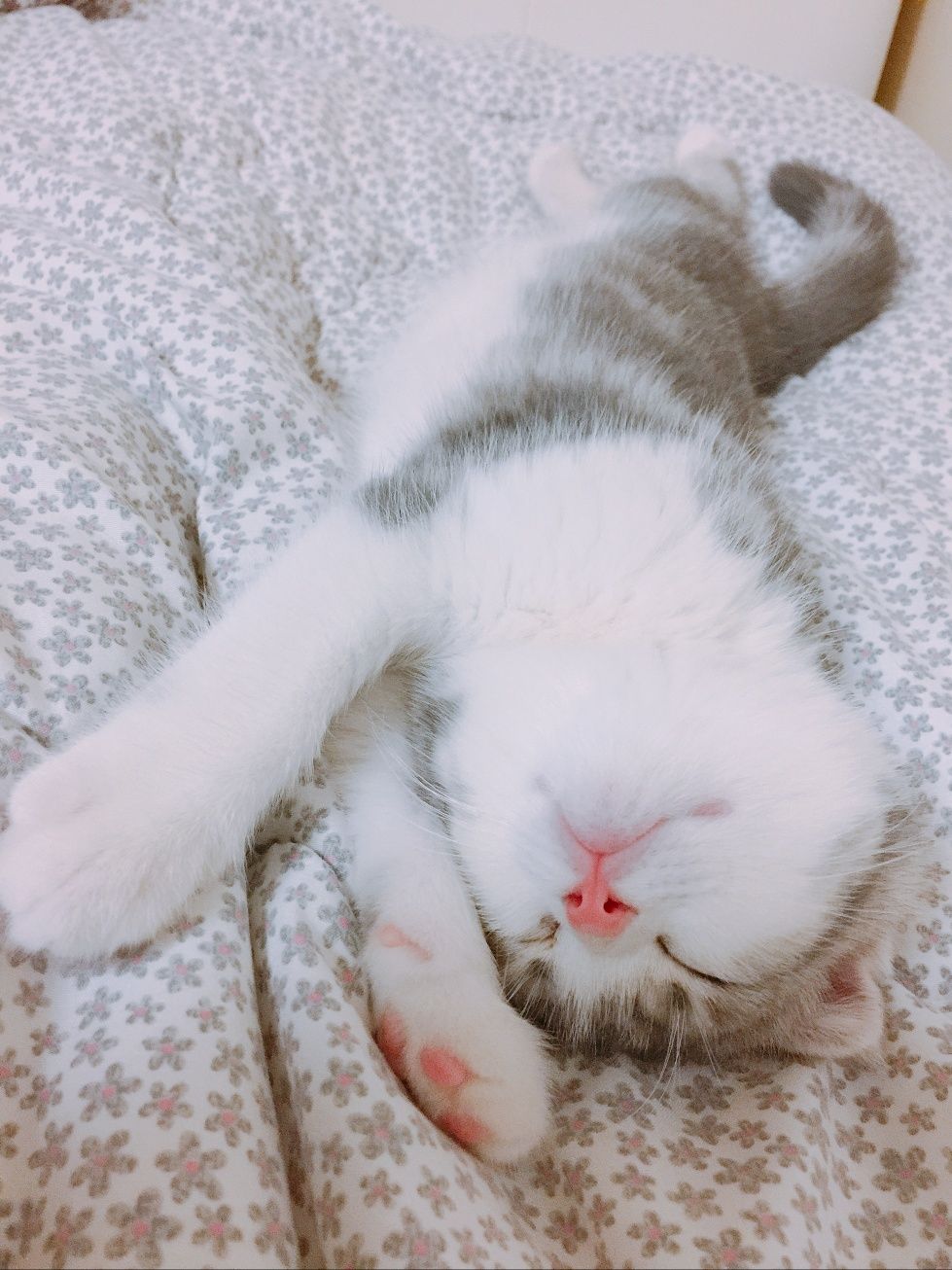 능이
