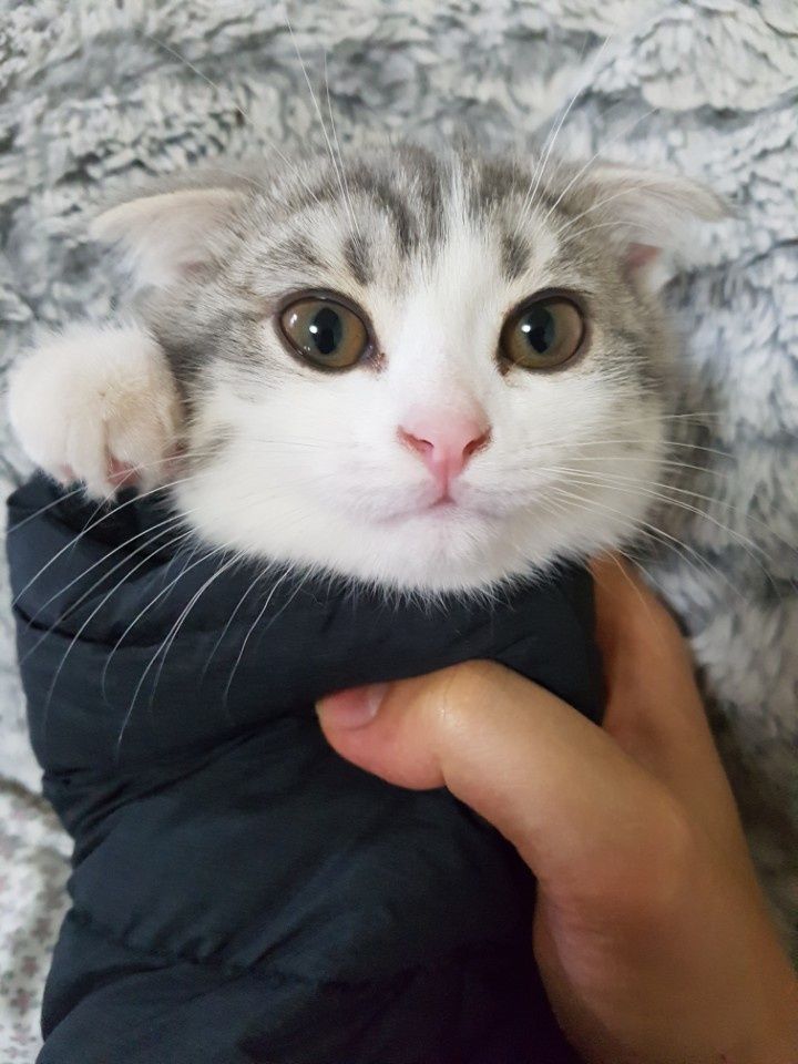 능이